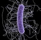 C Difficile (qPCR)